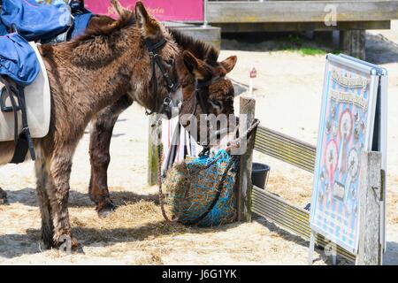 Weymouth, Dorset, UK. 21. Mai 2017.   Großbritannien Wetter.   Der Strand Esel an einem warmen sonnigen Tag an das Seebad Weymouth in Dorset.  Bildnachweis: Graham Hunt/Alamy Live-Nachrichten Stockfoto