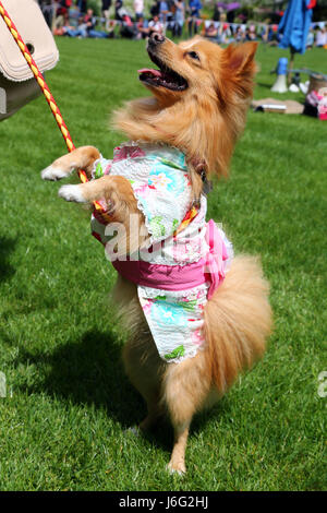 London, UK. 21. Mai 2017. Goldie die Pommern in ihrem blumigen Outfit beim inneren Tempel Garten Dog Show beste floral Outfit Wettbewerb Teil der Chelsea Flower Show Franse, feiert die Bindung zwischen Gärtner und Hund. Bildnachweis: Paul Brown/Alamy Live-Nachrichten Stockfoto