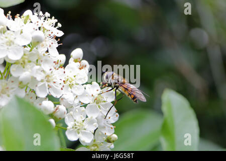 Epsom, Surrey, UK. 21. Mai 2017. Eine Schwebfliege ernährt sich von Nektar der Pyracantha Blumen in der Nachmittagssonne in Epsom, Surrey. Bildnachweis: Julia Gavin UK/Alamy Live-Nachrichten Stockfoto