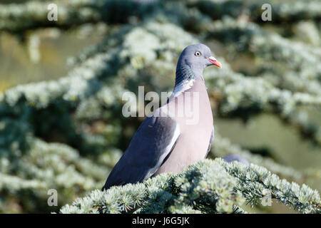 21 Mai, 2017. UK Wetter. Eine Taube sitzt in einem Baum an einem hellen Nachmittag in East Sussex, UK Credit: Ed Brown/Alamy leben Nachrichten Stockfoto