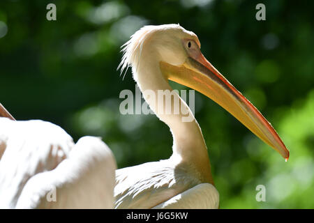 Berlin, Deutschland. 17. Mai 2017. Ein Pelikan in seinem Gehege im Zoo Berlin, Deutschland, 17. Mai 2017 gesehen. Foto: Paul Zinken/Dpa/Alamy Live News Stockfoto