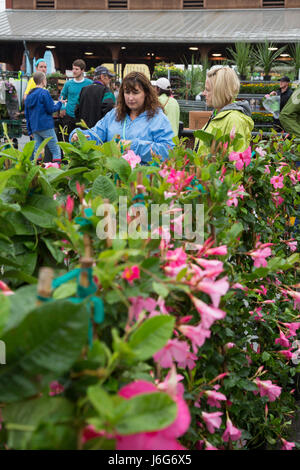 Detroit, Michigan/USA - 21. Mai 2017 - Tausende drängen osteuropäische Markt für Detroits jährliche Blume, Frühling wenn Hunderte von Blumenzüchter ihre Produkte zum Verkauf anbieten. Östlichen Markt ist groß, die Innenstadt von Bauernmarkt Detroits. Stockfoto