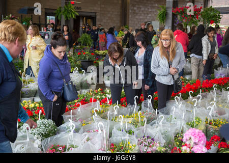 Detroit, Michigan/USA - 21. Mai 2017 - Tausende drängen osteuropäische Markt für Detroits jährliche Blume, Frühling wenn Hunderte von Blumenzüchter ihre Produkte zum Verkauf anbieten. Östlichen Markt ist groß, die Innenstadt von Bauernmarkt Detroits. Stockfoto