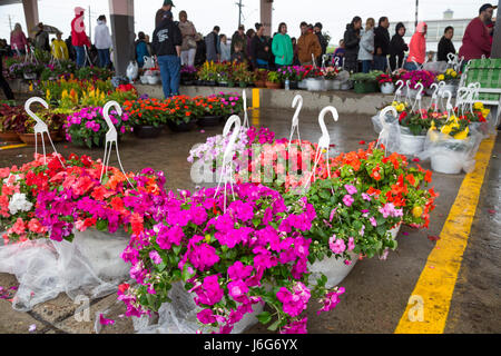 Detroit, Michigan/USA - 21. Mai 2017 - Tausende drängen osteuropäische Markt für Detroits jährliche Blume, Frühling wenn Hunderte von Blumenzüchter ihre Produkte zum Verkauf anbieten. Östlichen Markt ist groß, die Innenstadt von Bauernmarkt Detroits. Stockfoto