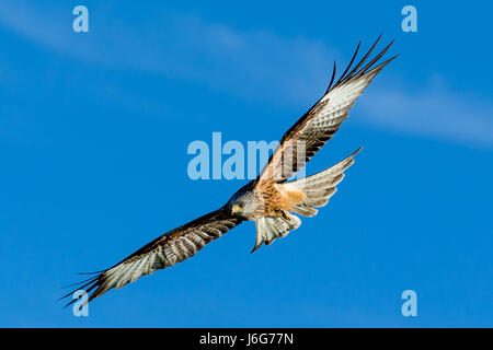 Ein Rotmilan (Milvus milvus) auf der Flucht vor einem blauen Himmel. Stockfoto