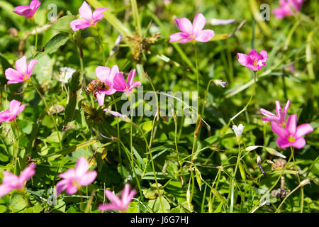 Asuncion, Paraguay. Mai 2017. Sonniger Nachmittag in Asuncion, wenn die Biene Pollen aus rosa Sauerampfer-Blüten (Oxalis articulata) sammelt, wird in Paraguays Hauptstadt gesehen. Anm.: Andre M. Chang/Alamy Live News Stockfoto