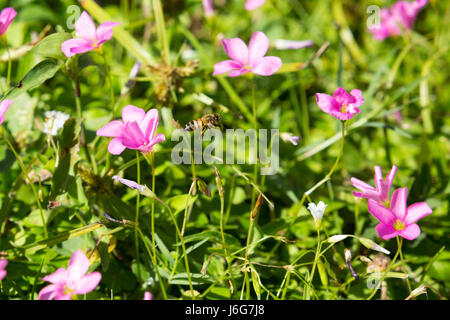 Asuncion, Paraguay. Mai 2017. Sonniger Nachmittag in Asuncion, wenn die Biene Pollen aus rosa Sauerampfer-Blüten (Oxalis articulata) sammelt, wird in Paraguays Hauptstadt gesehen. Anm.: Andre M. Chang/Alamy Live News Stockfoto
