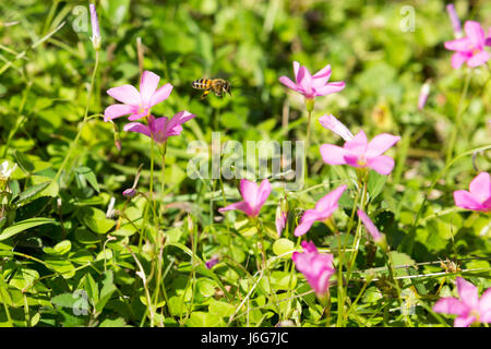 Asuncion, Paraguay. Mai 2017. Sonniger Nachmittag in Asuncion, wenn die Biene Pollen aus rosa Sauerampfer-Blüten (Oxalis articulata) sammelt, wird in Paraguays Hauptstadt gesehen. Anm.: Andre M. Chang/Alamy Live News Stockfoto