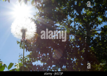 Asuncion, Paraguay. Mai 2017. Sonniger Nachmittag in Asuncion, wenn die Sonne hinter einem Samenkopf eines Chaptalia Nutans scheint, wird in Paraguays Hauptstadt gesehen. Anm.: Andre M. Chang/Alamy Live News Stockfoto