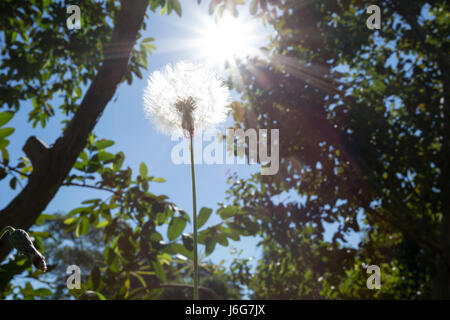 Asuncion, Paraguay. Mai 2017. Sonniger Nachmittag in Asuncion, wenn die Sonne hinter einem Samenkopf eines Chaptalia Nutans scheint, wird in Paraguays Hauptstadt gesehen. Anm.: Andre M. Chang/Alamy Live News Stockfoto