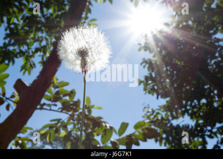 Asuncion, Paraguay. Mai 2017. Sonniger Nachmittag in Asuncion, wenn die Sonne hinter einem Samenkopf eines Chaptalia Nutans scheint, wird in Paraguays Hauptstadt gesehen. Anm.: Andre M. Chang/Alamy Live News Stockfoto