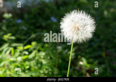 Asuncion, Paraguay. Mai 2017. In Paraguays Hauptstadt wird ein sonniger Nachmittag in Asuncion gesehen, an dem die Chaptalia-Nutans-Samen bereit sind, vom Wind weggenommen zu werden. Quelle: Andre M. Chang/Alamy Live News Stockfoto