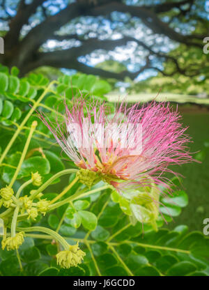 Die leichte, sehnig, rosa Blume des Baumes Affe Pod, AKA Regen Baum, blühen an einem warmen Frühlingstag in Hawaii. Stockfoto