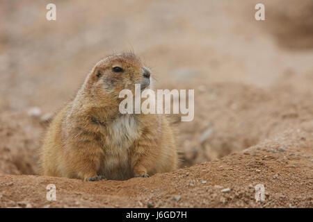 Gunnison Präriehund (Cynomys Gunnisoni) Stockfoto