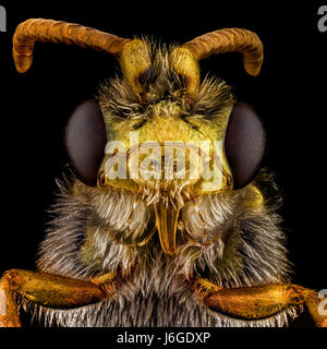 Extreme Makro-Porträt einer Biene, die durch ein Mikroskopobjektiv vergrößert. Stockfoto