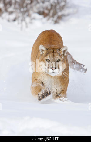 Cougar (Puma Concolor), auch bekannt als der Berglöwe puma Stockfoto
