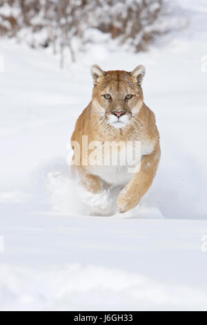 Cougar (Puma Concolor), auch bekannt als der Berglöwe puma Stockfoto