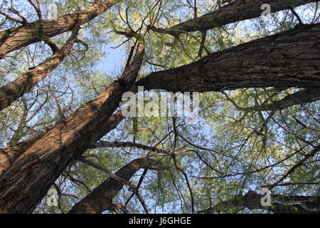 nach oben in den Baumkronen von Weiden mit einem blauen Himmelshintergrund und grüne Blätter Stockfoto