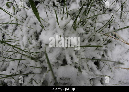 Frühlingsschnee auf die grüne Grashalme Stockfoto