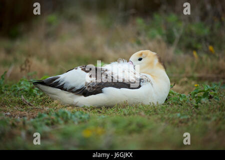 Kurzschwanz-Albatros oder Stellers Albatros (Phoebastria Albatrus), Midway-Atoll Stockfoto