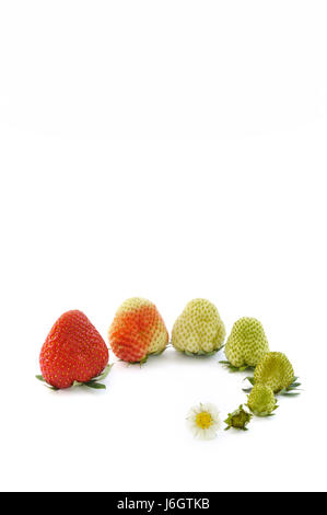 Reife Früchte roh Erdbeer Wachstum Erdbeeren essen Nahrungsmittel Anordnung Blatt Stockfoto