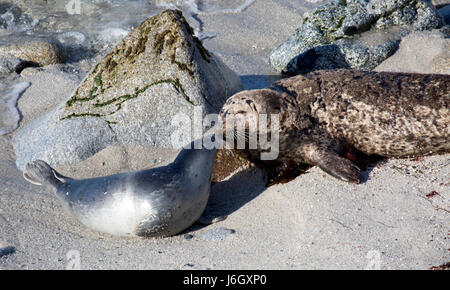 Monterey Bay Harbor Seals Zeichen und Barriere Stockfoto