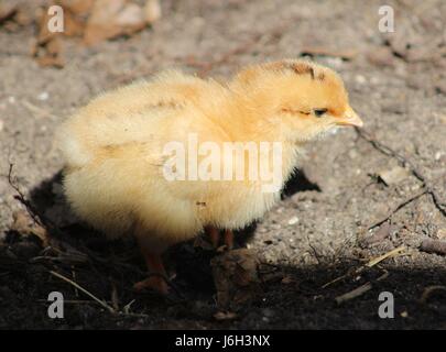 Ein paar Tage alt, dieses Küken ist auf der Suche nach Bugs Stockfoto