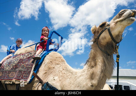 Wisconsin Kenosha County, Kenosha, Kenosha County Fairgrounds, The Ultimate Kid Fest, Familie Familien Eltern Eltern Kind Kinder, Kamel, Tier, reiten, Junge Stockfoto