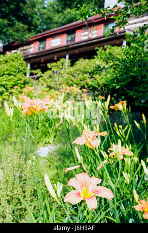 Virginia Steeles Tavern, in der Nähe von Blue Ridge Parkway, Sugar Tree Inn, Bed and Breakfast, Unterkunft, rustikal, Garten, Daylily, Lilien, Besucher reisen Reise Tour t Stockfoto