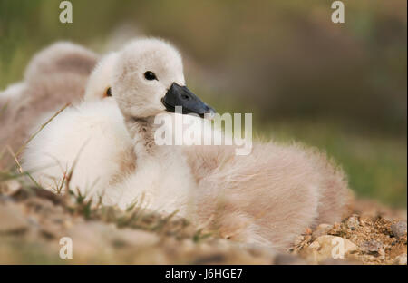 neugierig neugierige nosy Schwan junge Tier Küken Tier neu geborenes Kind niedlich Makro Stockfoto