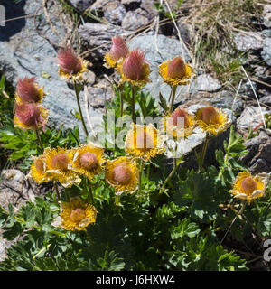 Alpenblume, Geum Reptans Früchte (schleichende Avens). Aostatal, Italien, 2500 Meter über dem Meeresspiegel. Stockfoto