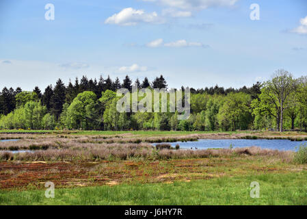 Frühling am Nationalpark Dwingelderveld, Drenthe, Niederlande Stockfoto