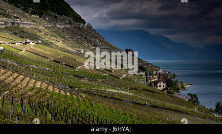 Blick über die Weinberge und den Genfer See in Richtung Saint-Saphorin, Lavaux, Kanton Waadt, Schweiz Stockfoto