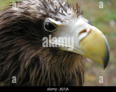 Emblem Vogel Vögel Augen Raptor Greifvögel Federn Schnabel Zucht Geier Stockfoto