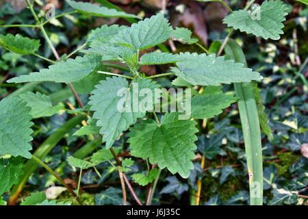 Brennnessel-Pflanze im Garten wild gezeigt in der wilden Umgebung Stockfoto