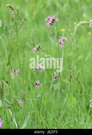 Ragged Robin (Lychnis Flos-Cuculi) Blumen wachsen in Magerrasen. Bedgebury Wald, Kent, UK. Stockfoto