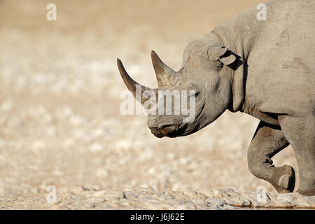 Porträt eines schwarzen Nashorns (Diceros Bicornis), Etosha Nationalpark, Namibia Stockfoto