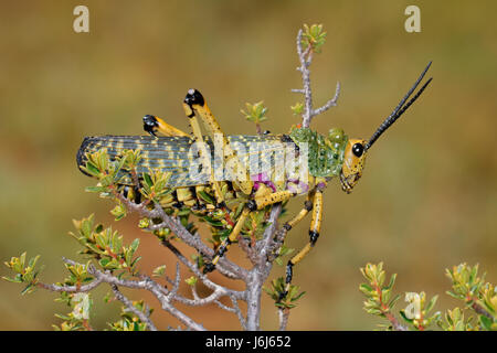 Wolfsmilch Heuschrecke (Phymateus spp.) an einer Pflanze, Südafrika Stockfoto