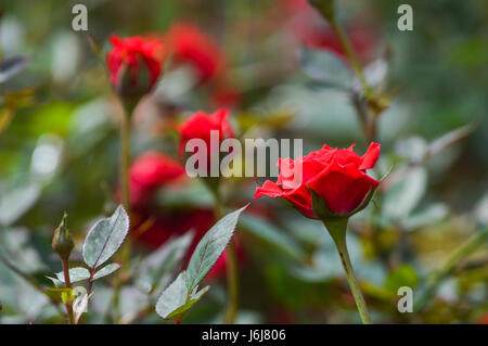 Blume im Garten, Rose Stockfoto