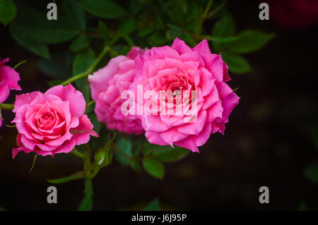 Blume im Garten, Rose Stockfoto