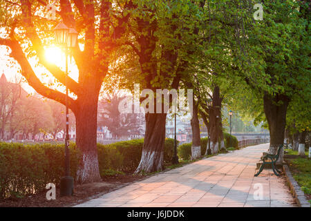 Die längste in Europa Lindenallee in Uzhgorod Stadt. Zarte grüne Laub der frühen Frühling. Ukraine, Europa Stockfoto