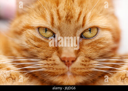 Porträt einer alten roten kluge Katze hautnah Stockfoto