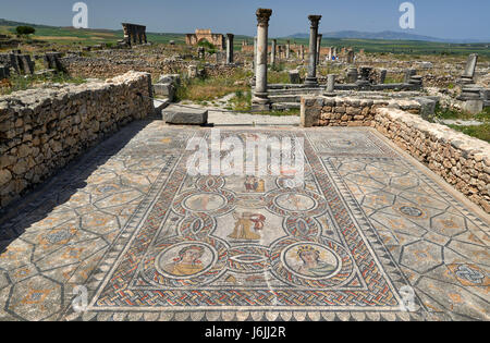 Mosaik in Gordion Palast, Haus des Dionysos, in der römische Ausgrabung von Volubilis, Marokko, Afrika Stockfoto