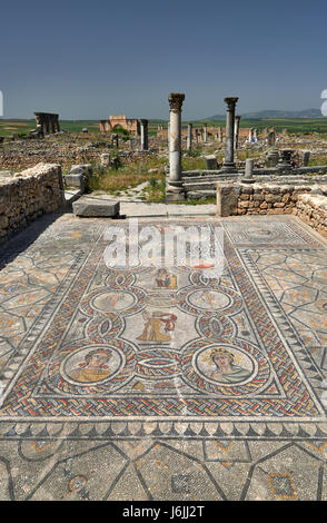 Mosaik in Gordion Palast, Haus des Dionysos, in der römische Ausgrabung von Volubilis, Marokko, Afrika Stockfoto