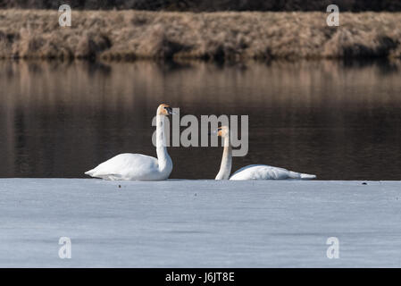 Zwei Trumpeter Schwäne sitzen am Rande des Eises Stockfoto