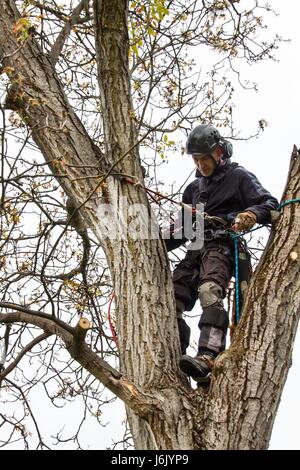 Baumpfleger mit einer Kettensäge ein Walnussbaum schneiden. Holzfäller mit Säge und Kabelbaum Beschneiden eines Baumes Stockfoto