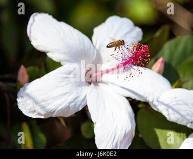 Weiße Hibiscus mit Biene Stockfoto