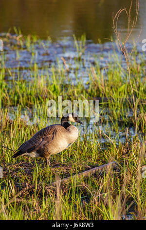 Vertikales Bild von einer Kanadagans (Branta Canadensis) stehend auf ihr Nest in einem Wisconsin Sumpf Stockfoto