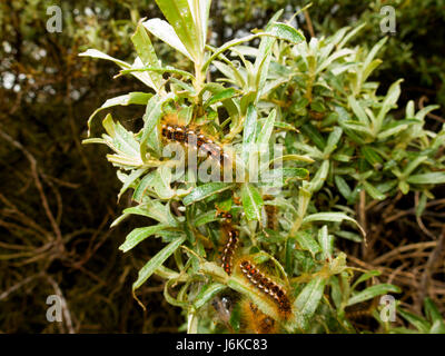 Braun tailed moth Raupen Stockfoto