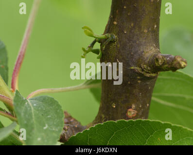 Zweiten Sie Jahres Mistel-Sämlinge (Viscum Album) wächst auf einem Baum Holzapfel (Malus 'Golden Hornet'). Bedgebury Wald, Kent, UK. Stockfoto